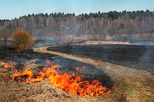 Последствия выжигание сухой растительности