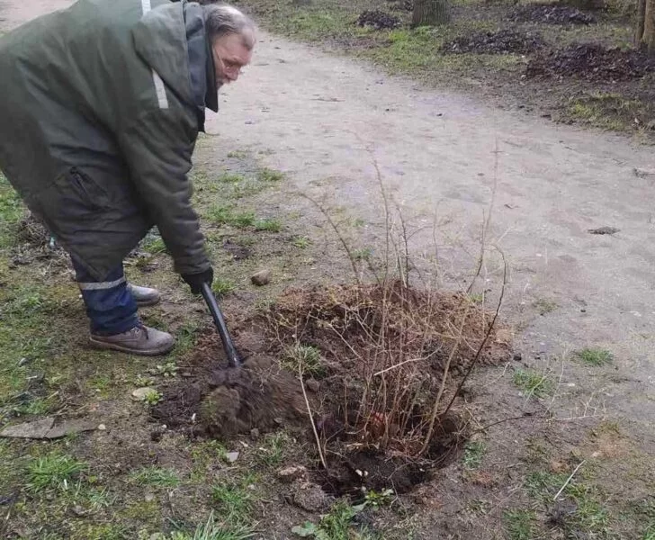 Десятки деревьев и кустарников посадили в Первомайском во время акции «Зеленый двор вместе!»